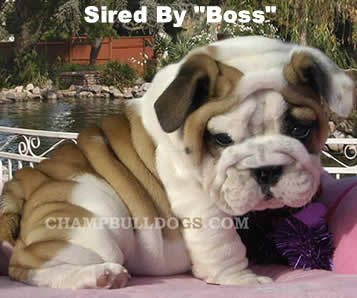 English Bulldog puppies pictures